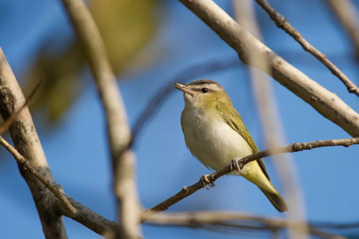 5 - A Red-Eyed Vireo at Palmyra Cove Nature Park towards the end of September.