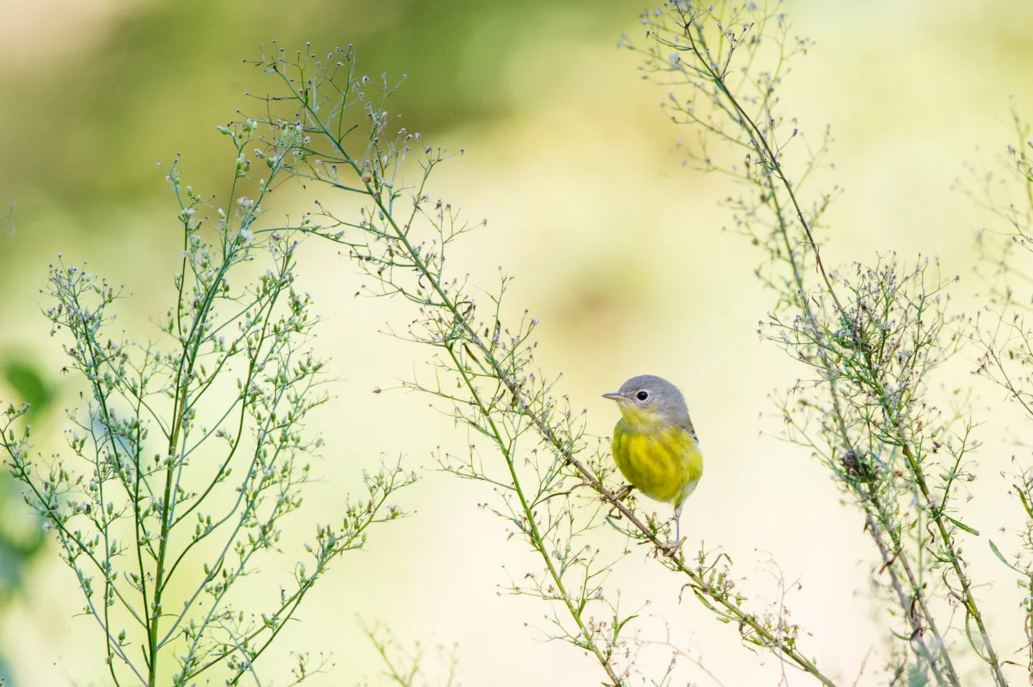 6 - A pretty female Magnolia Warbler in Cape May in late September.