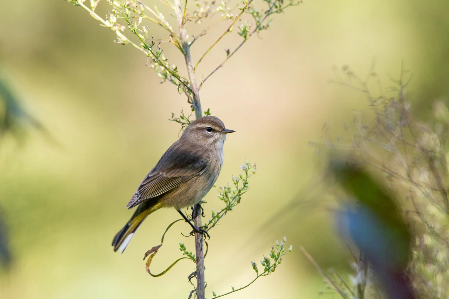 7 - An Eastern Palm Warbler in Cape May in late September.