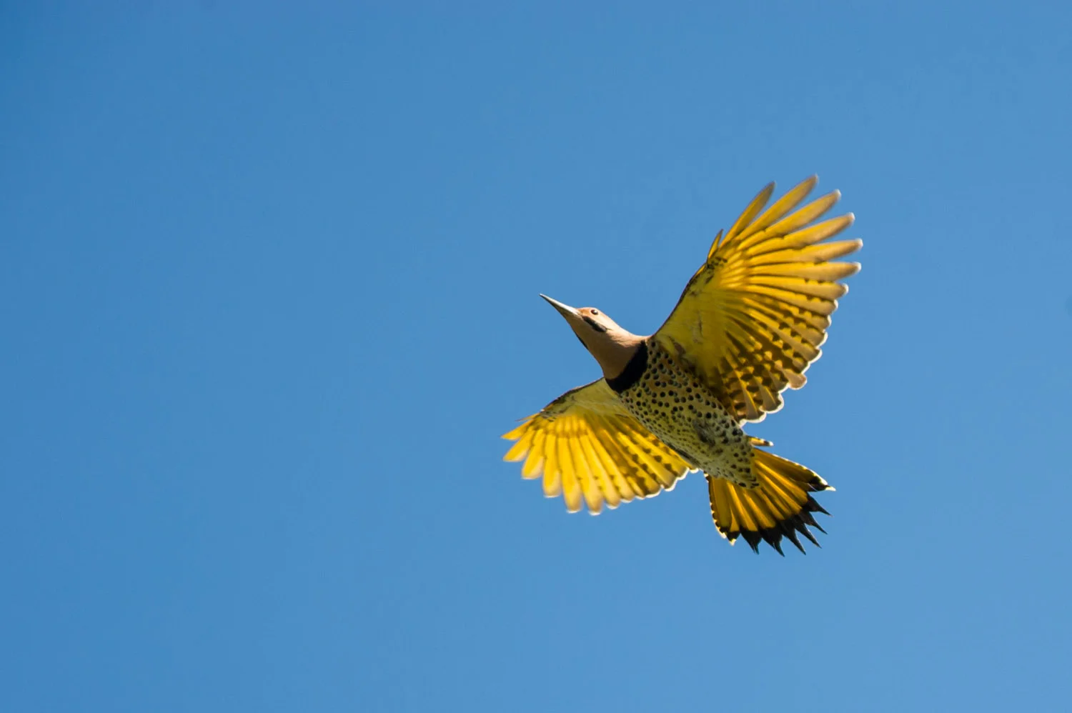 9 - A flying Northern Flicker displays the bright underside of its wings in Cape May in late September.