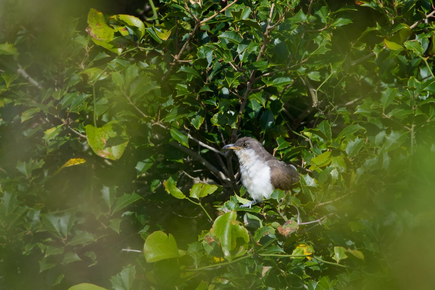10 - A Yellow-Billed Cuckoo hides in a holly tree at Island Beach State Park in the beginning of October.