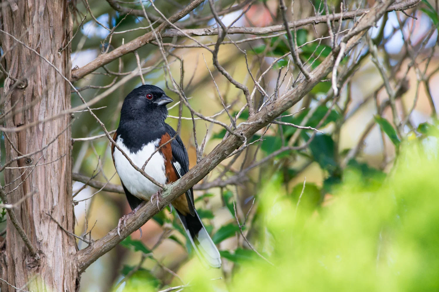 12 - A handsome Eastern Towhee at Island Beach State Park in early October.