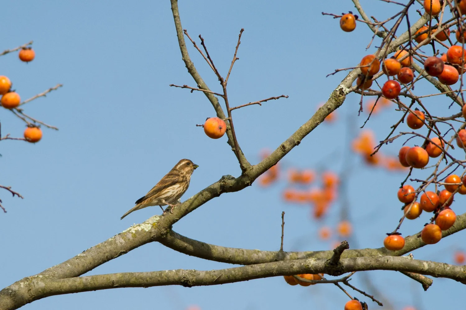 13 - A female Purple Finch at Harold Peek Preserve in Millville, NJ in mid October.