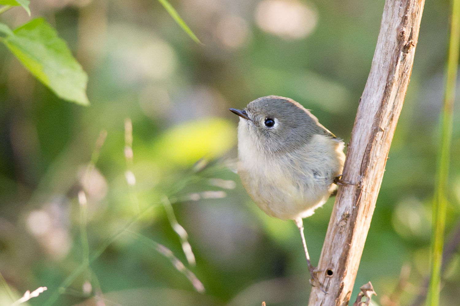 15 - A tiny Ruby-Crowned Kinglet perched on a branch at Timber Creek Park in early November.