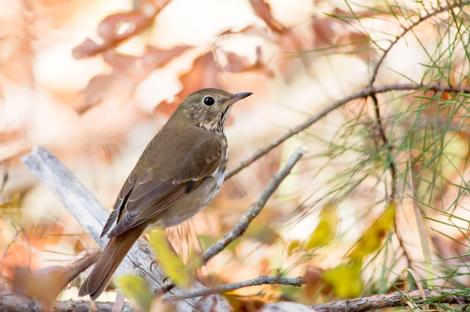 16 - A shy Hermit Thrush on the ground at Tuchahoe/Corbin City Wildlife Management Area.