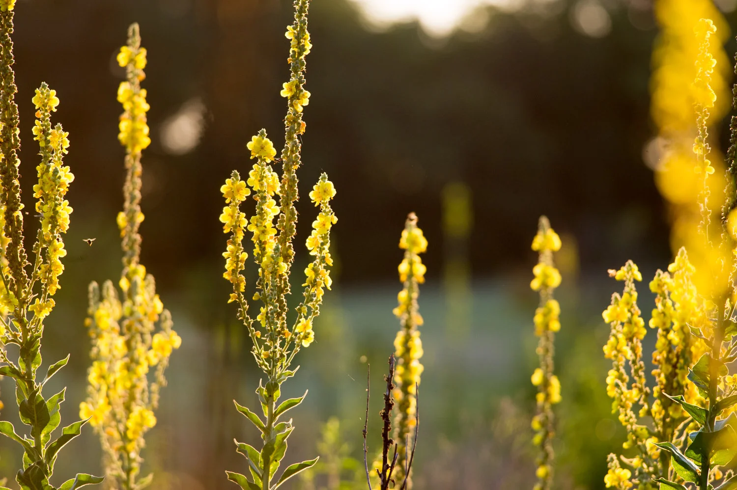 These bright yellow flowers were over 6 feet tall and there was an entire field of them.