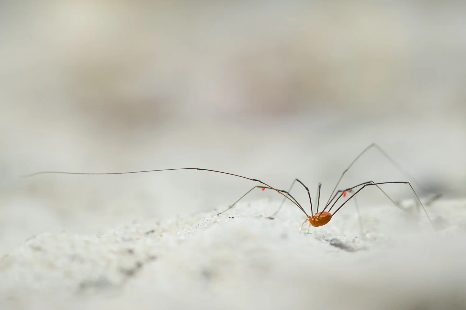A Daddy-Long-Legs walks across the sand.