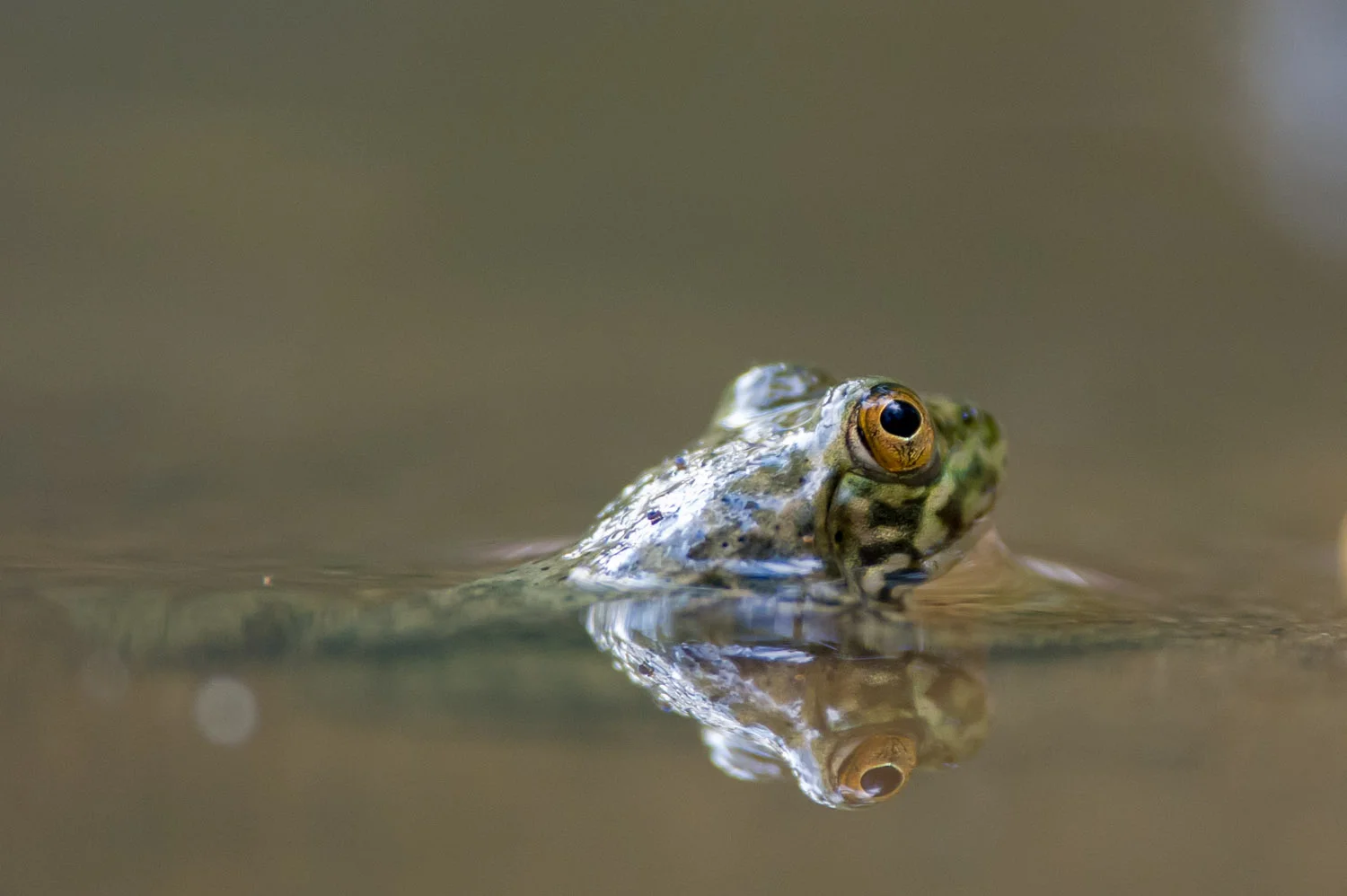 With not much more than their eyes sticking out of the water these little frogs can be hard to find.