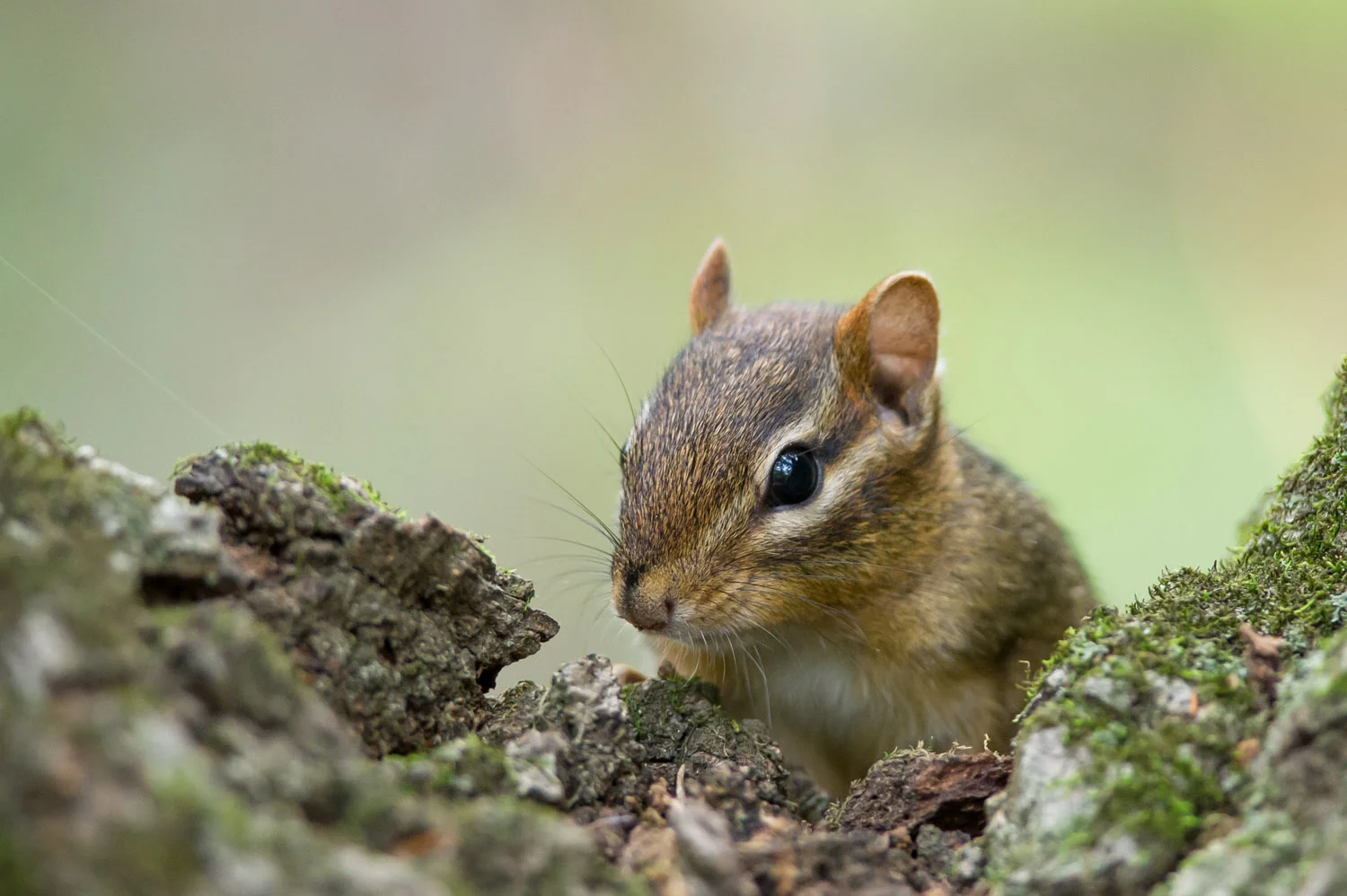 This cute little chipmunk let me get pretty close before scurrying off.