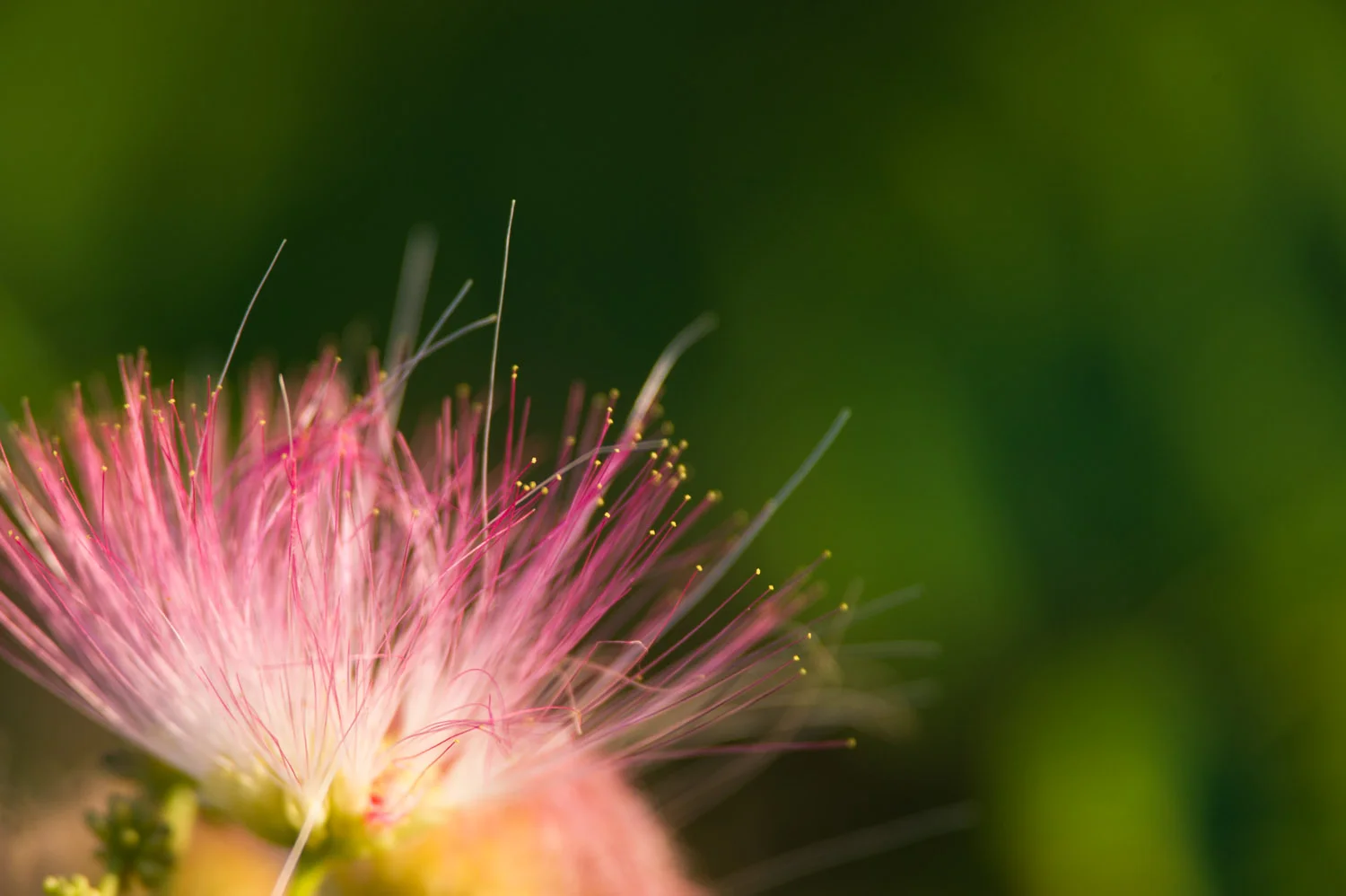 A very pretty pink blossom on a tree at the park.