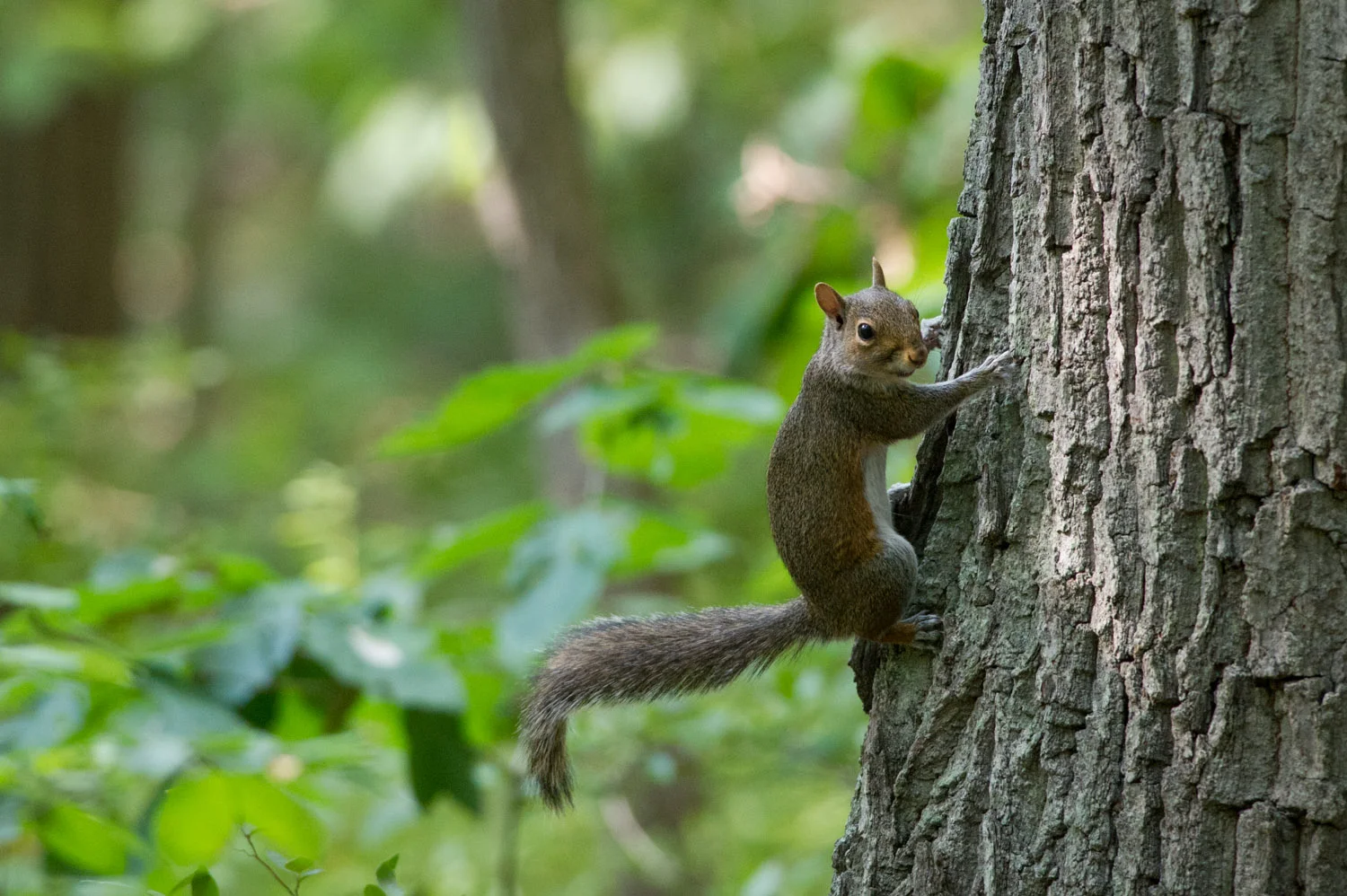 A small Gray Squirrel hanging onto the side of the tree to check me out.
