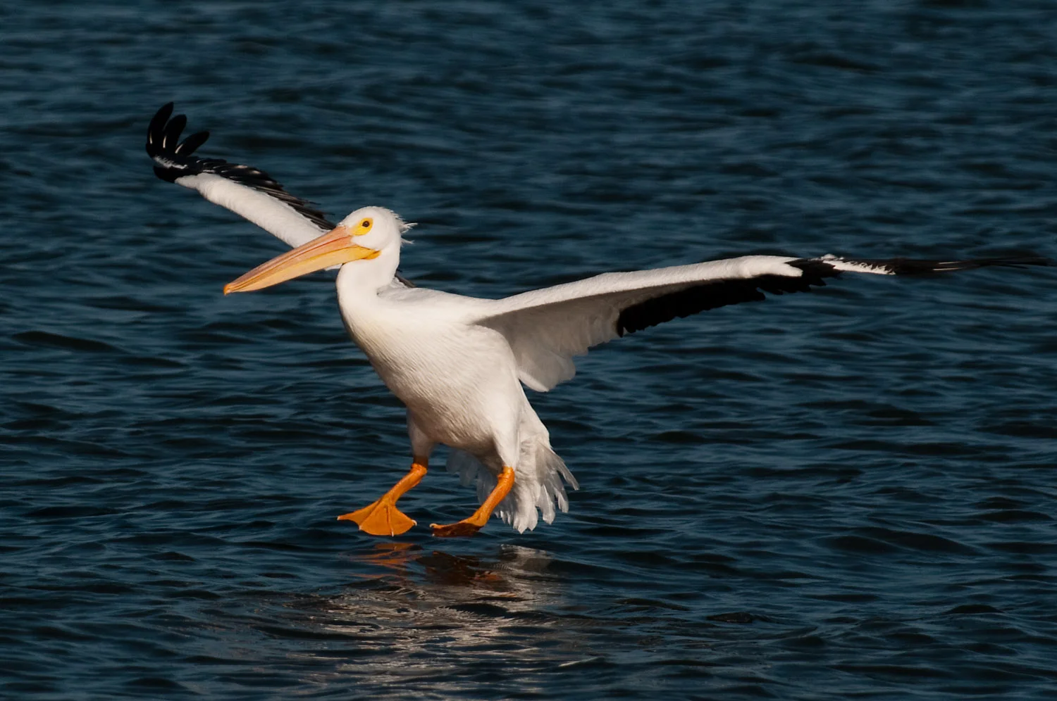 A big White Pelican coming in for a landing in Sebastian, FL .