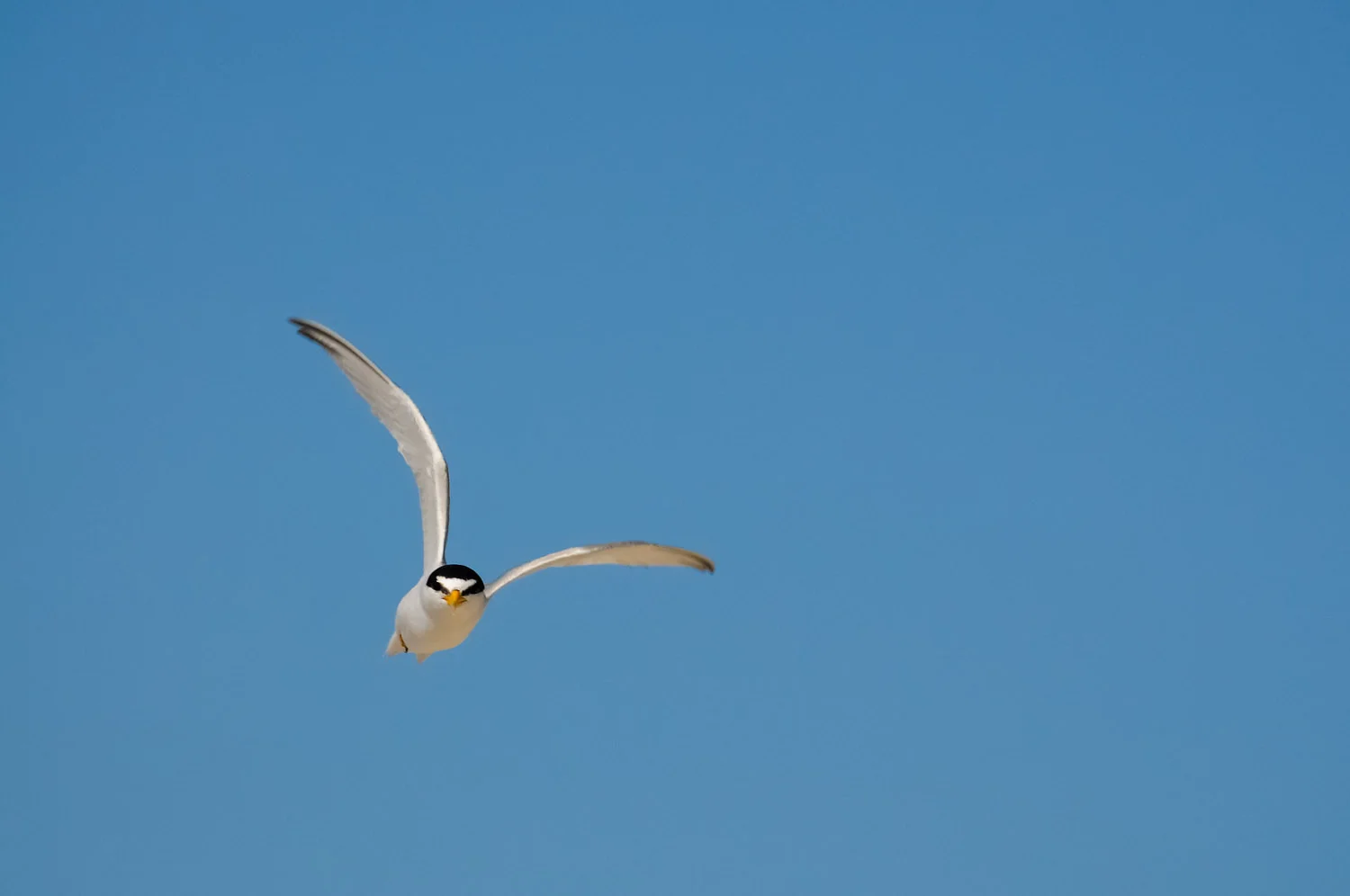 This Least Tern was defending its nesting area on the beach at Cape May State Park, NJ .