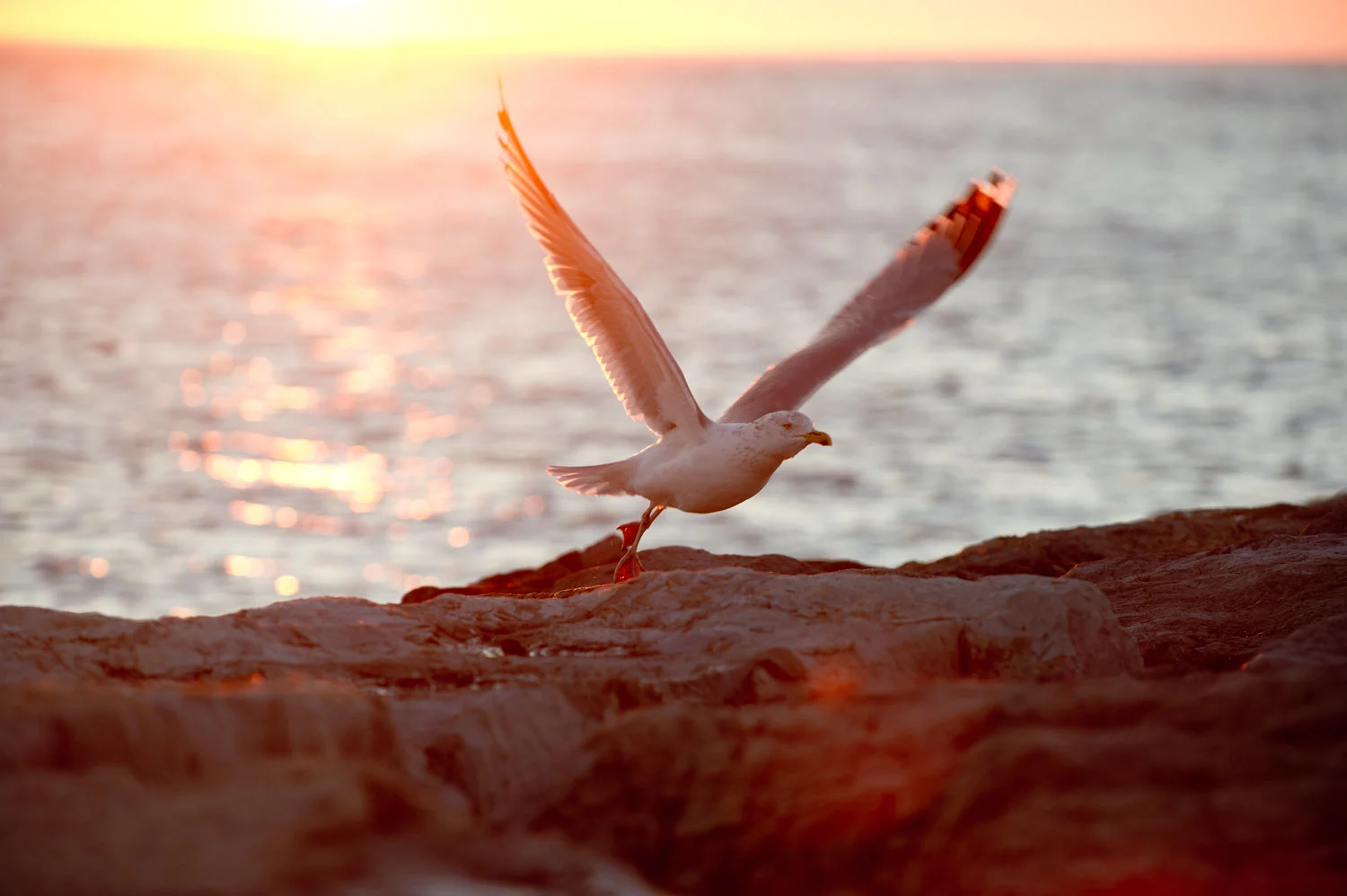 A Herring Gull takes off as the sun rises over the ocean at Barnegat Light, NJ .