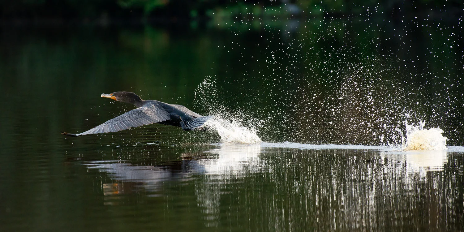 This Double-Crested Cormorant makes quite the commotion as it takes off in the water at Trap Pond State Park in Laurel, DE .