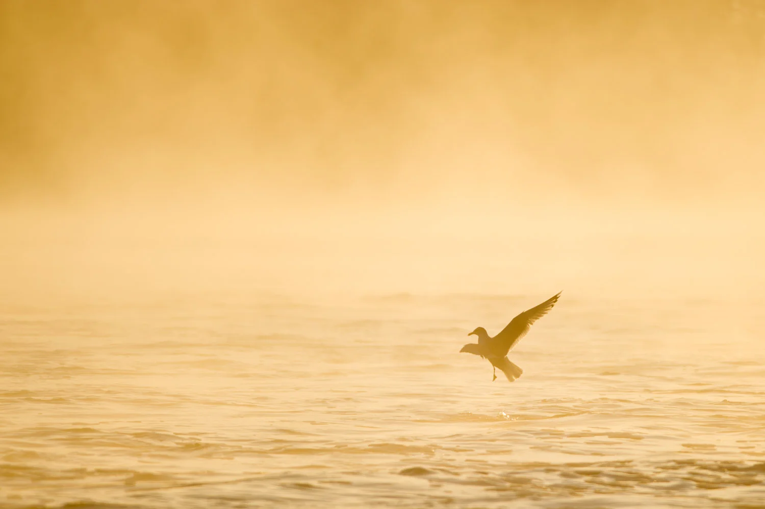 One of my favorite flight shots, this Ring-Billed Gull looked as though it was dancing on the water as the early morning sun lit up the fog at Conowingo Dam, MD .