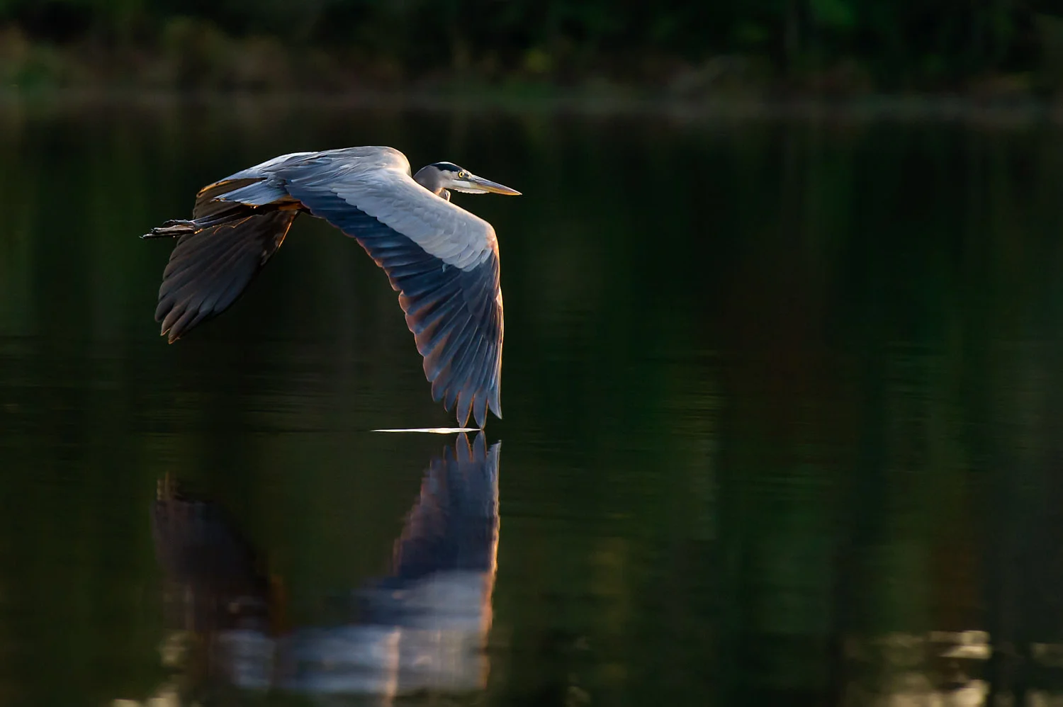 The wing tip gently touches the water as this Great Blue Heron flies away at Trap Pond State Park in Laurel, DE .