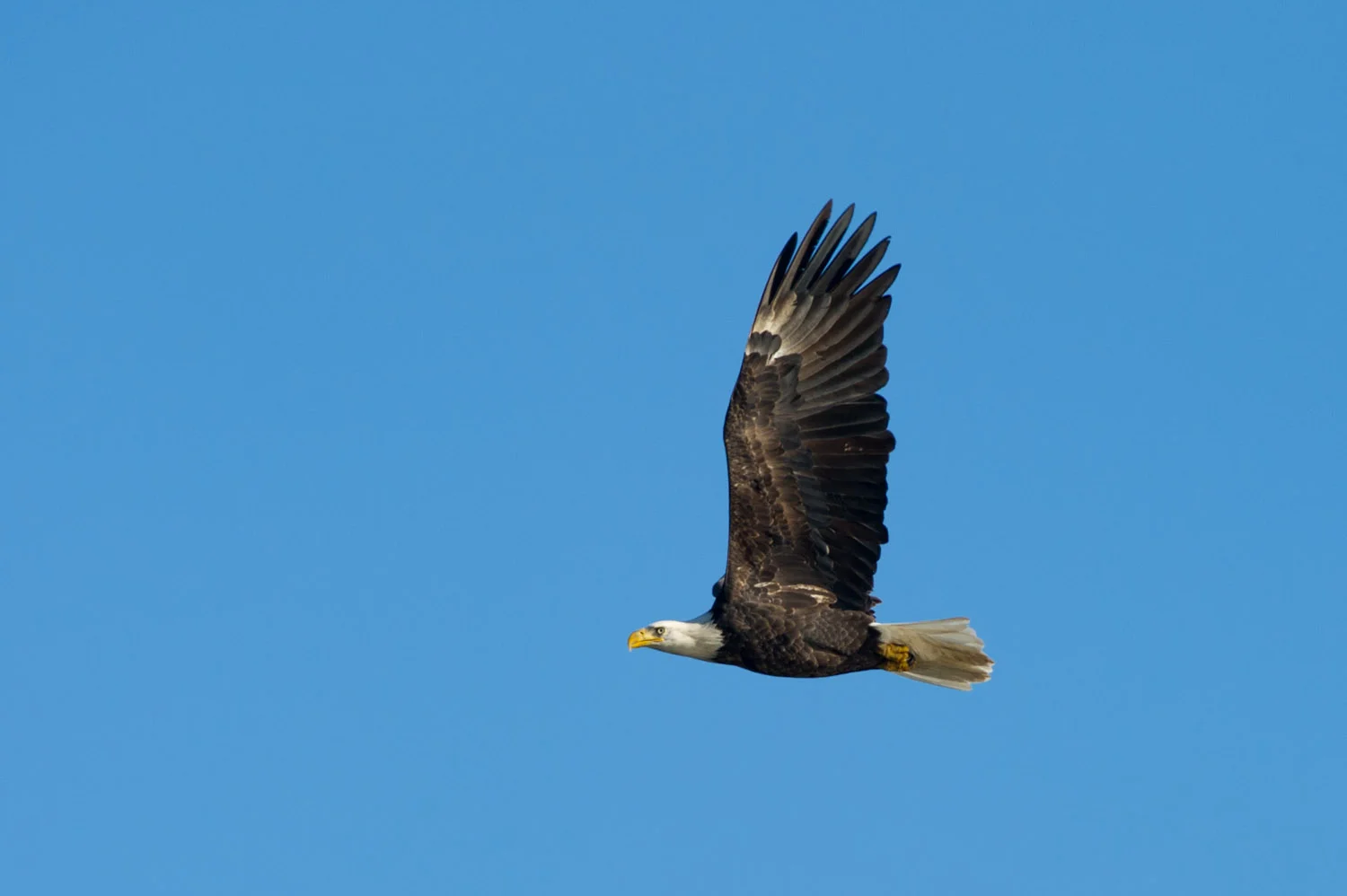An adult Bald Eagle looks incredibly powerful as it flies by at Conowingo Dam, MD .