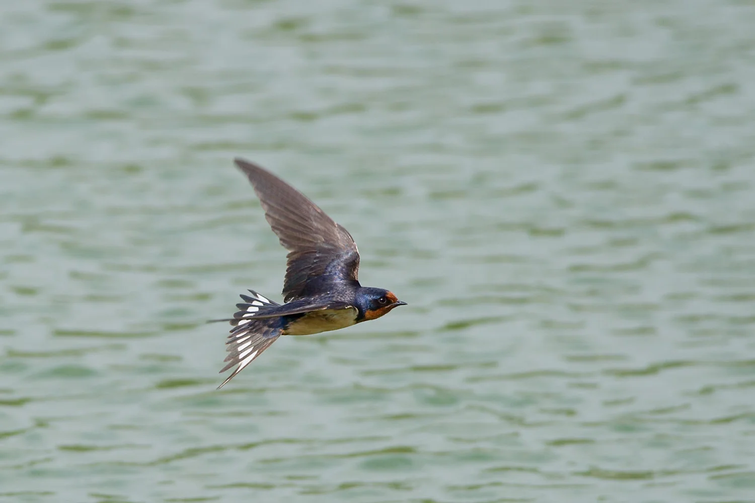 One of the most acrobatic fliers I’ve ever seen, this Barn Swallow is hunting for flying insects over the water at John Heinz National Wildlife Refuge in Philadelphia, PA .