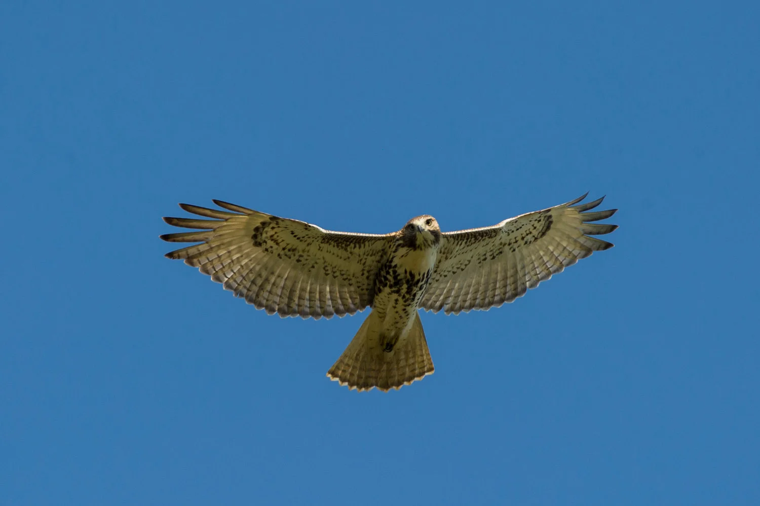 A Red-Tailed Hawk looking down at me as it flies overhead .