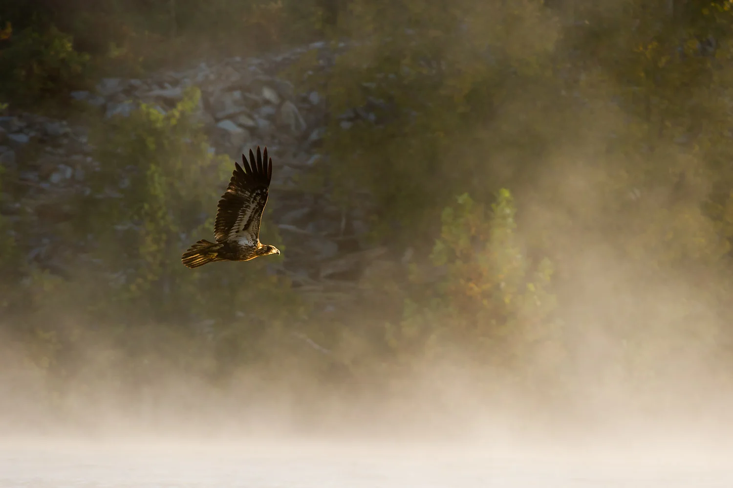 An immature Bald Eagle flies into the early morning sun as the fog hangs over the river at Conowingo Dam, MD .