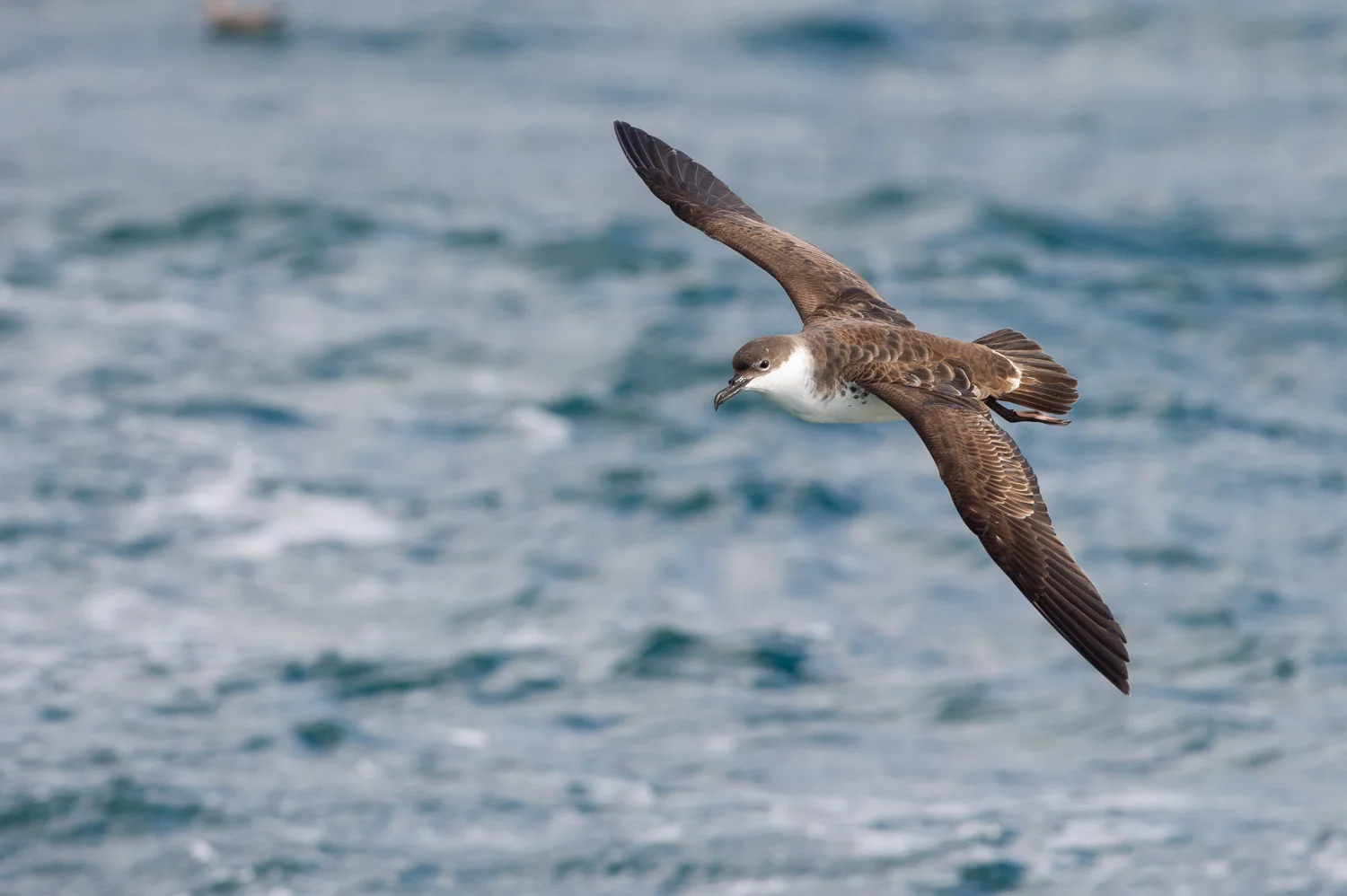 One of the most incredible flying birds I’ve ever witnessed, this Greater Shearwater can cruise over the waves out at sea at fast speeds all while making it look completely effortless. Taken approximately 10 miles off the coast of Lewes, DE .