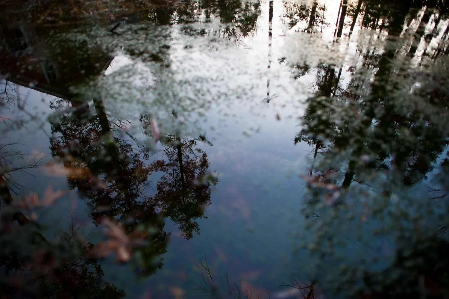 The calm water provided an excellent reflection of the trees and the green growth in the water created an additional texture .