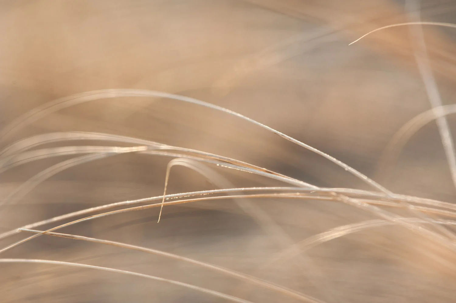 The tiny bit of water and frost hanging on the grass gave just a bit of shine when the sun hit it .