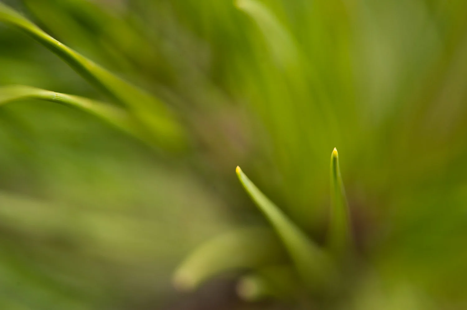 Pine needles reaching out towards the lens .