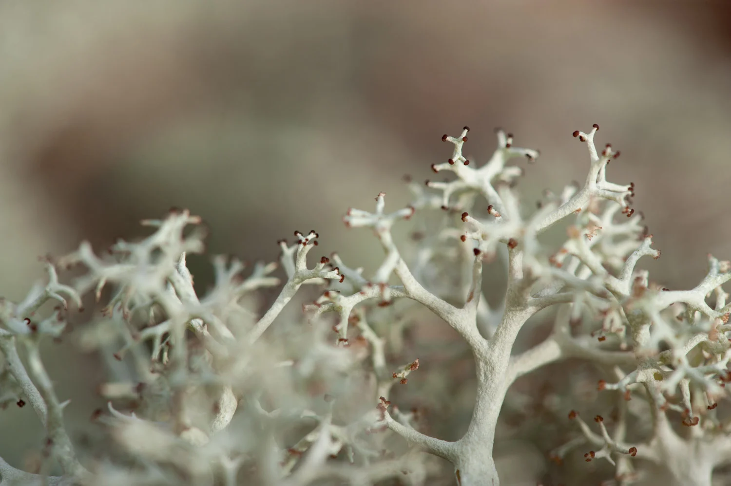 A closeup of Reindeer Moss looks almost alien .