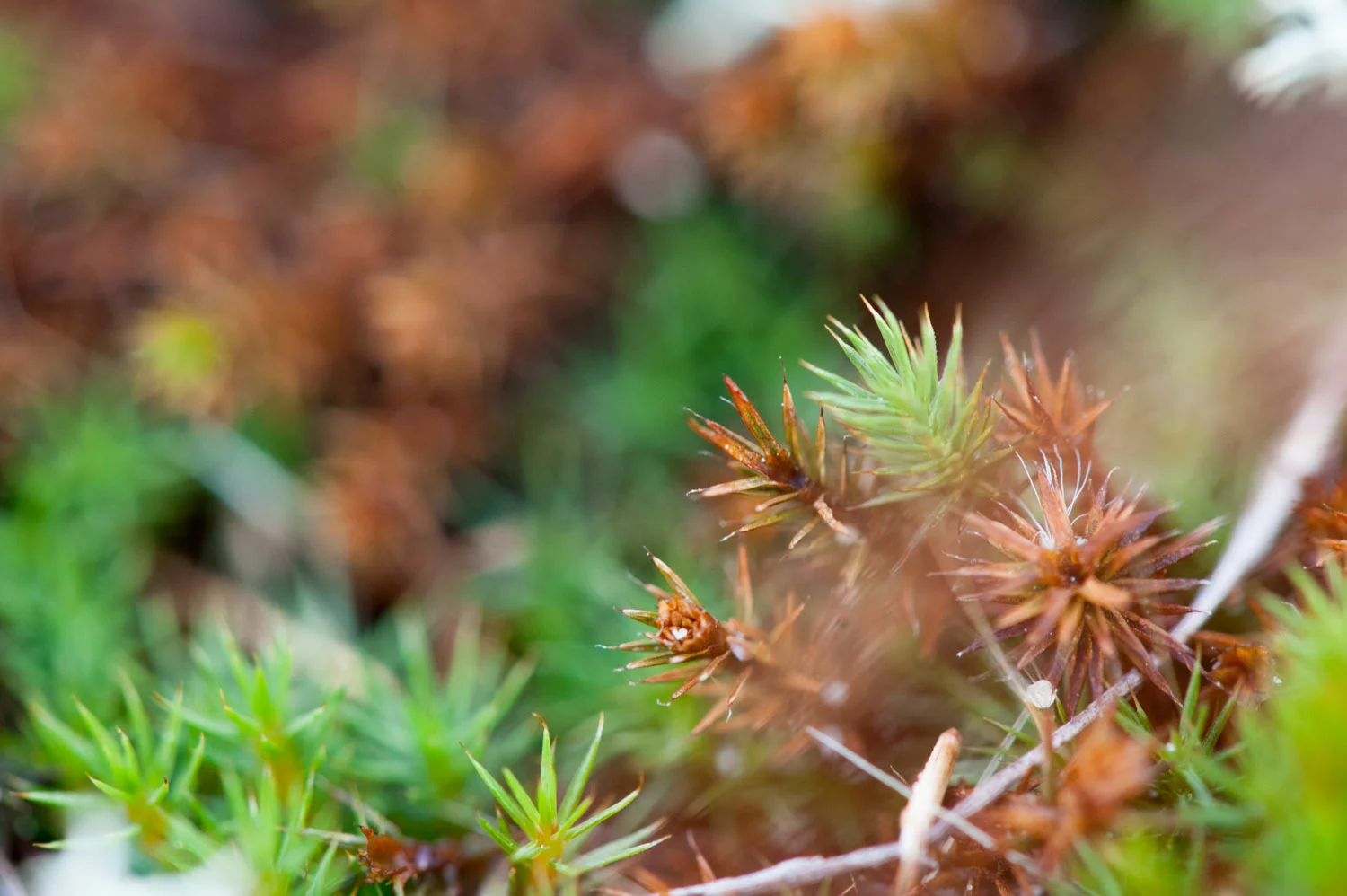 The bright green and brown was an excellent contrast for this photo .