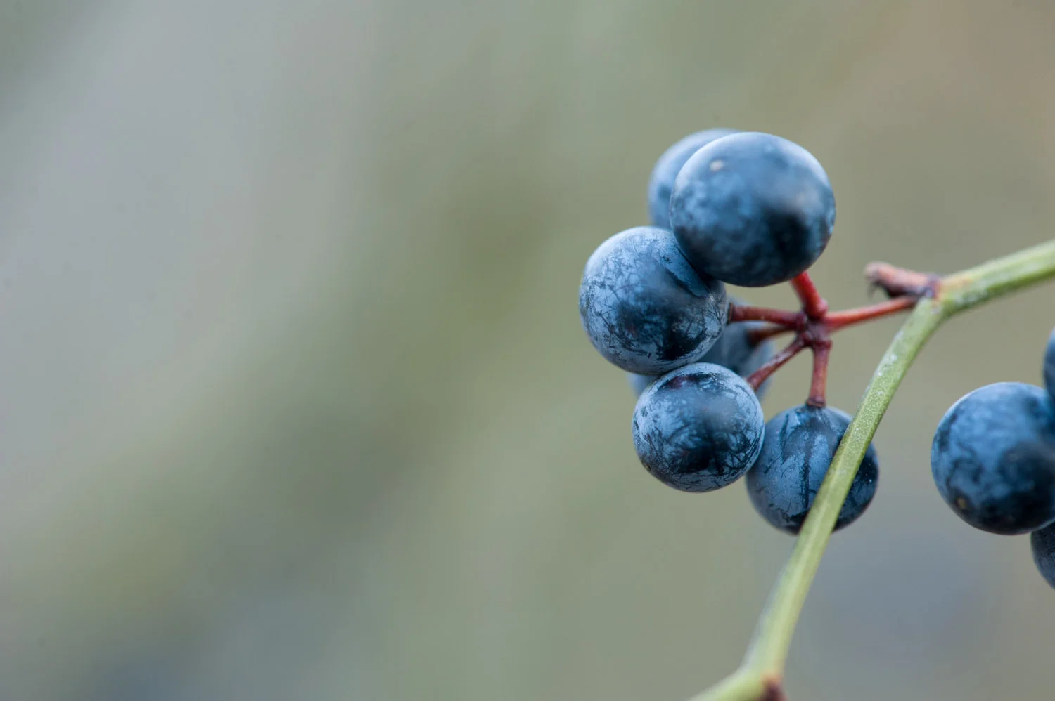 A thorny vine had these berries growing all over it .
