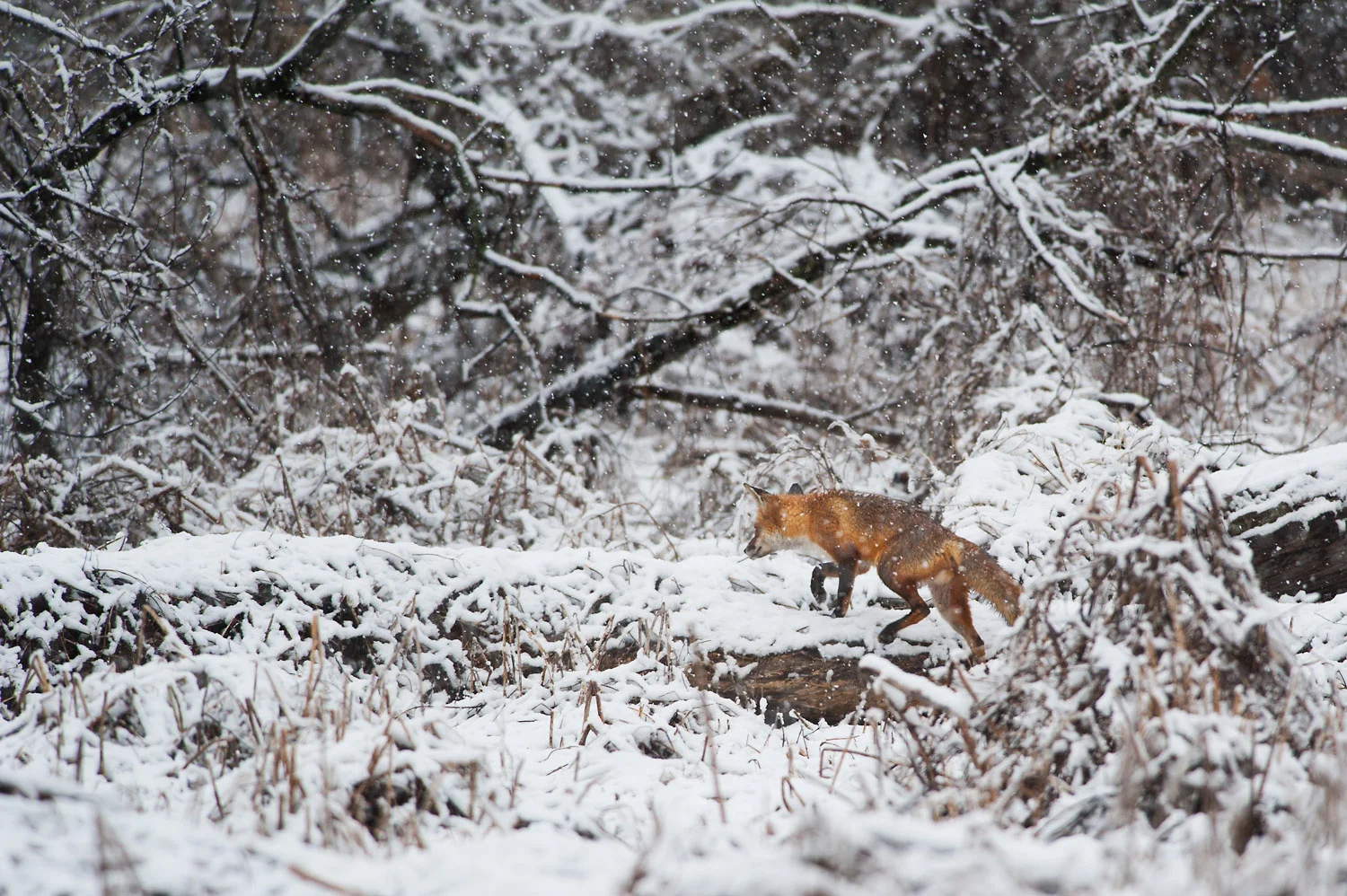 The second time I spotted a Red Fox on this morning, the best photo I was able to get was as it walked away over this fallen tree.