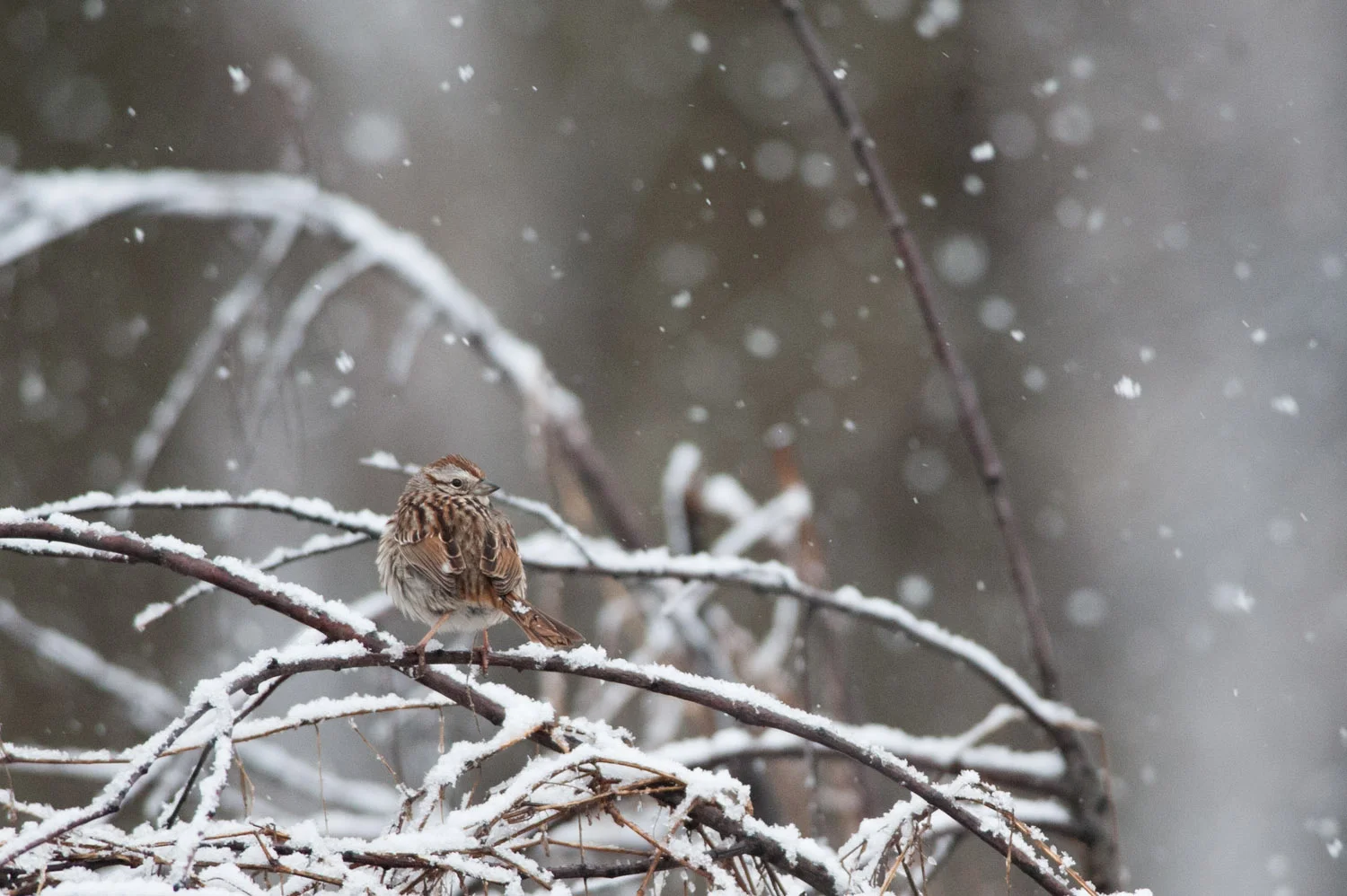 This Song Sparrow stopped just long enough to let me take about 3 photos .
