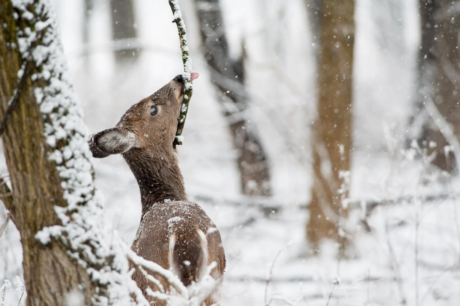 Getting a taste of that freshly fallen snow .