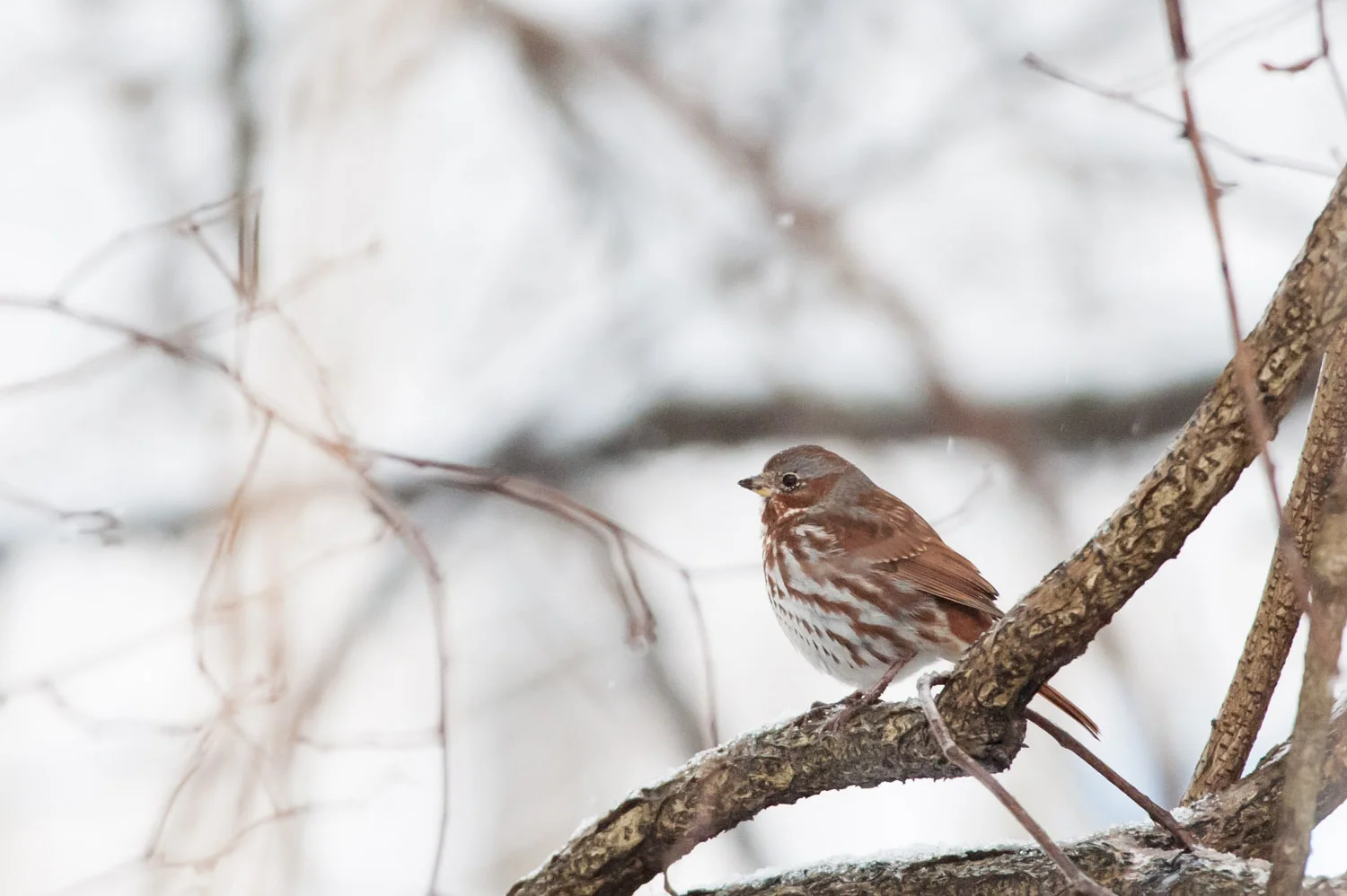 Only my second time seeing a Fox Sparrow - he looks great in the snow .