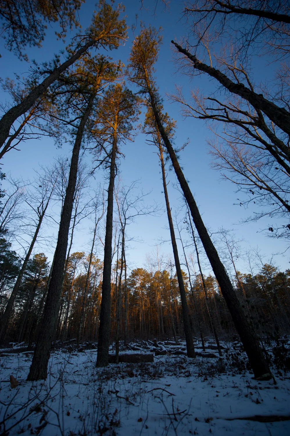 Just the tops of the taller trees were beginning to be lit up by the early morning sun near Atsion Lake in the NJ Pine Barrens.