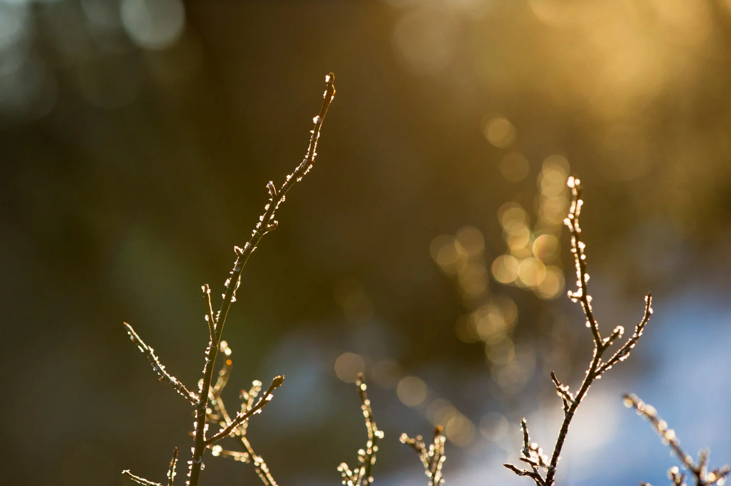The early morning sun was making the frost on these branches just glow. Taken near Atsion Lake in the NJ Pine Barrens.