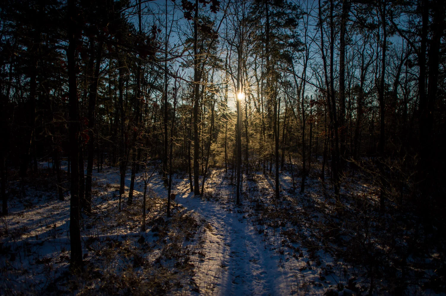 All the tree branches had a good amount of frost on them that would just glow and glitter when the sun hit them. It was almost magical walking around on this morning out in the pine barrens. This photo doesn’t nearly do it justice. Taken near Atsion Lake in the NJ Pine Barrens.