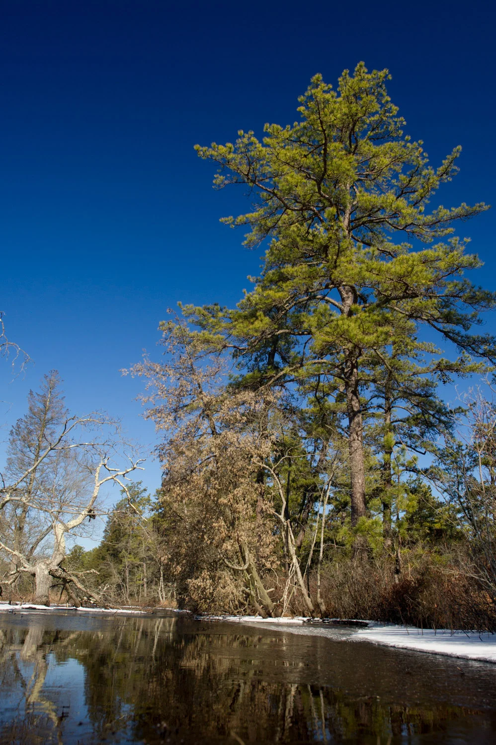 The bright green of this pine really stood out on the edge of the Mullica River. Taken at Wharton State Forest in the NJ Pine Barrens.