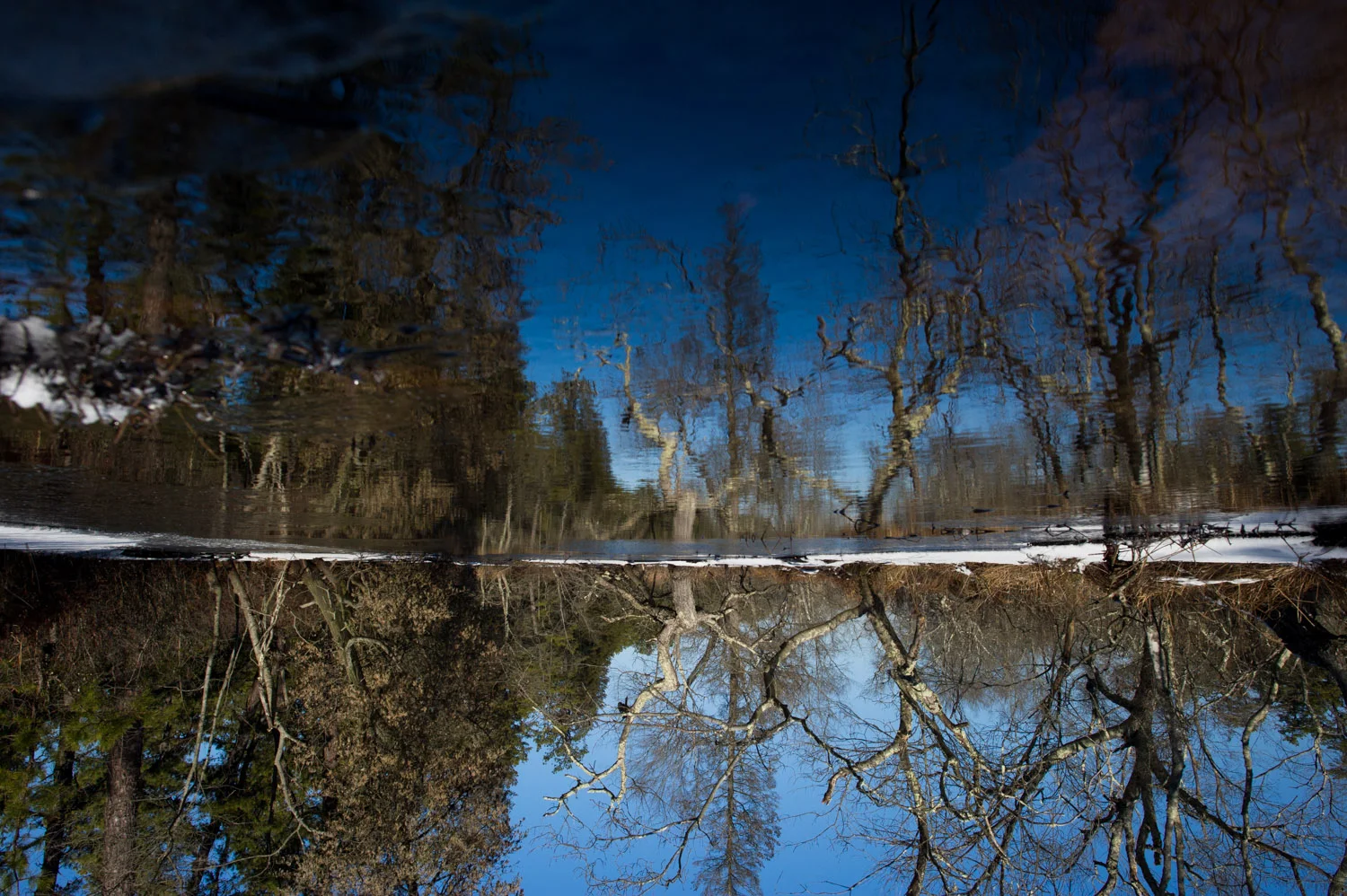 Since I actually took this photo upside down while hanging over the edge of the river I figured I’d just leave it this way to really mess with you. Taken at Wharton State Forest in the NJ Pine Barrens.