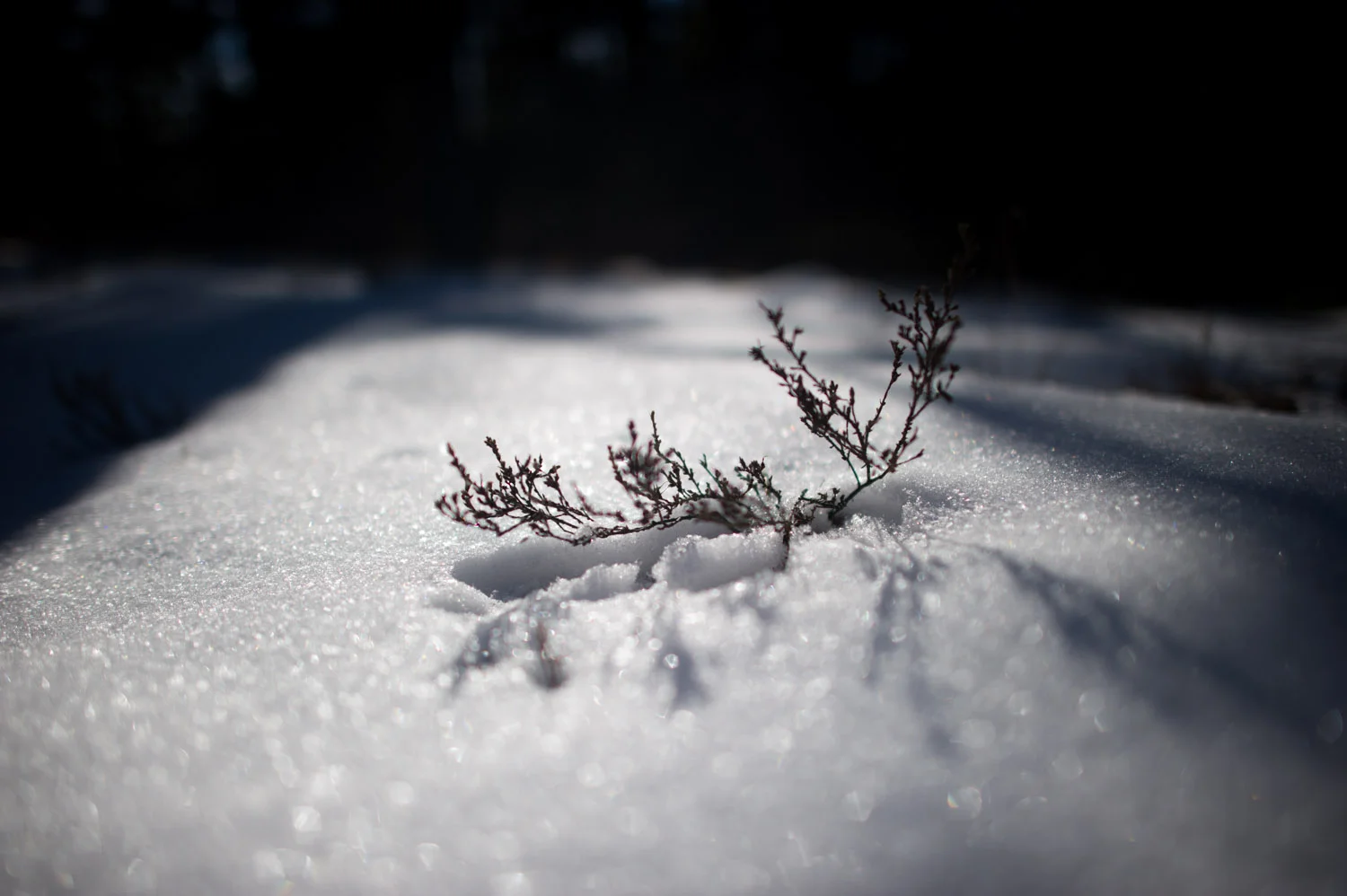 This tiny plant was still standing out on the snow covered ground. Taken at Wharton State Forest in the NJ Pine Barrens.