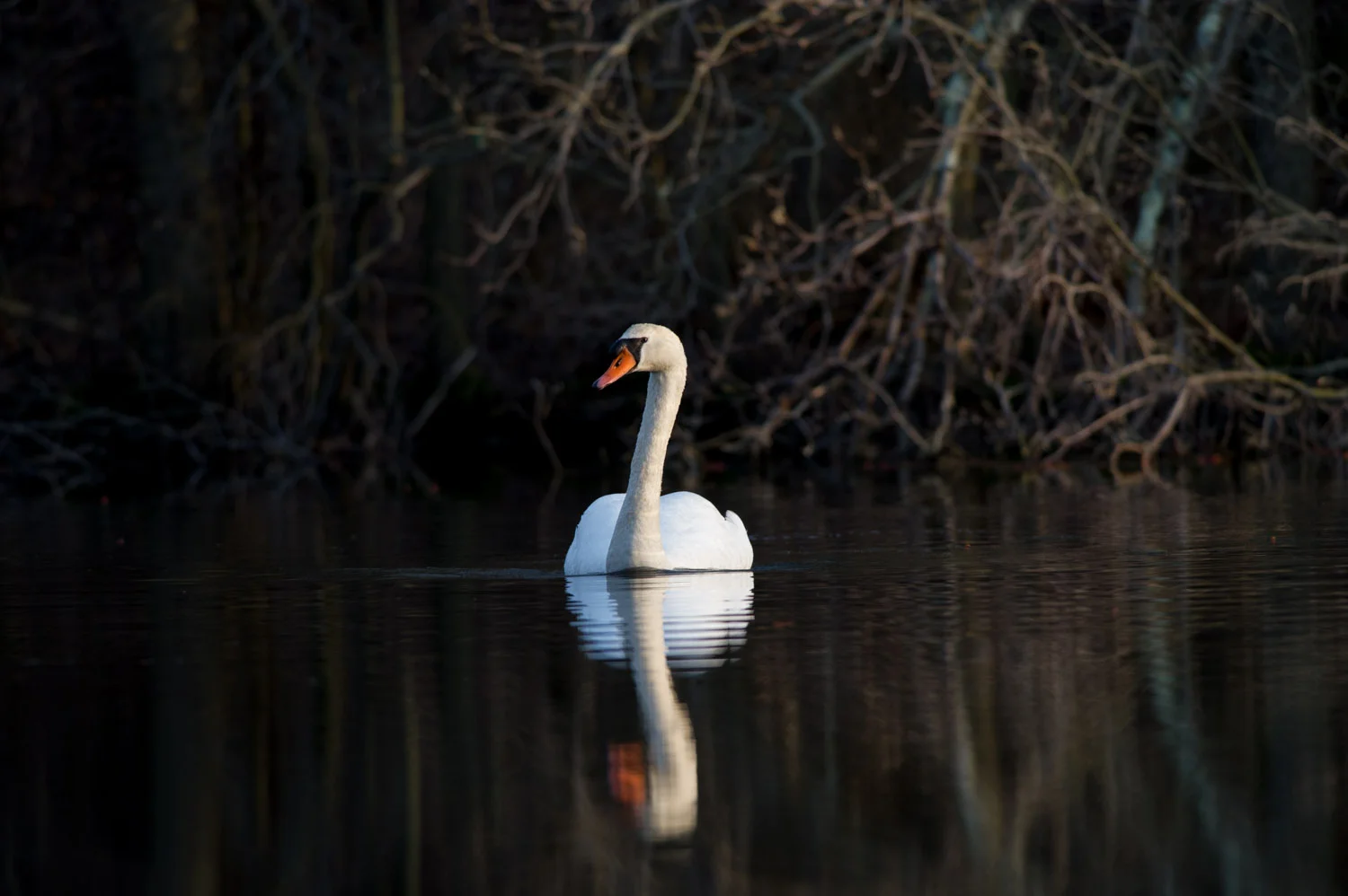 02_Mute Swan.jpg