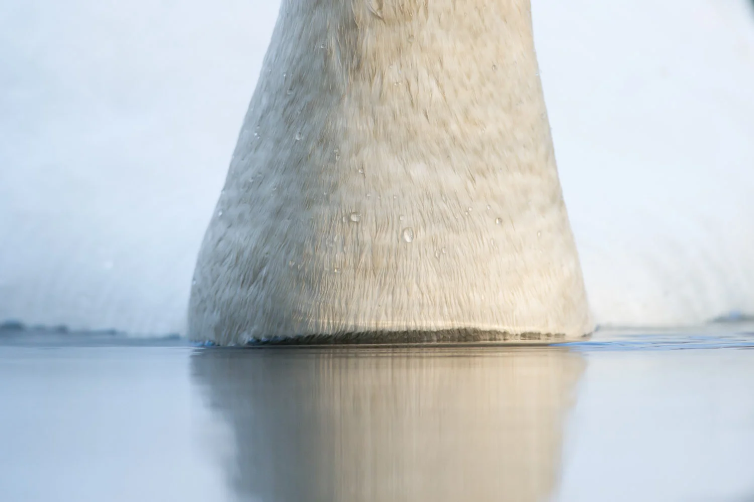 08_Mute Swan.jpg