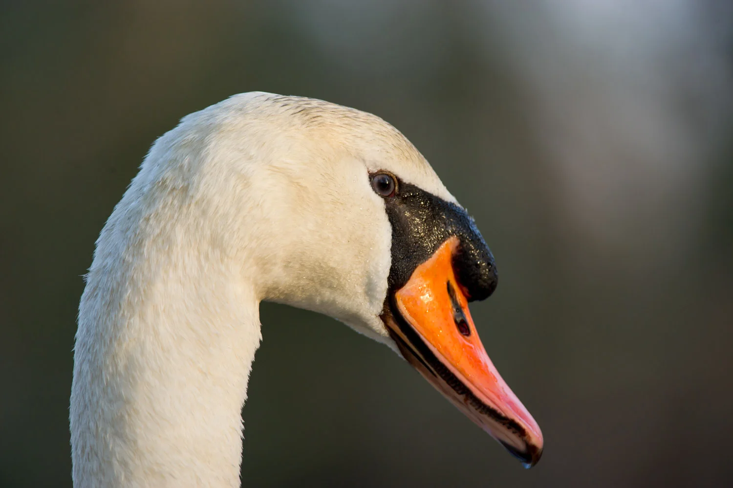 11_Mute Swan.jpg