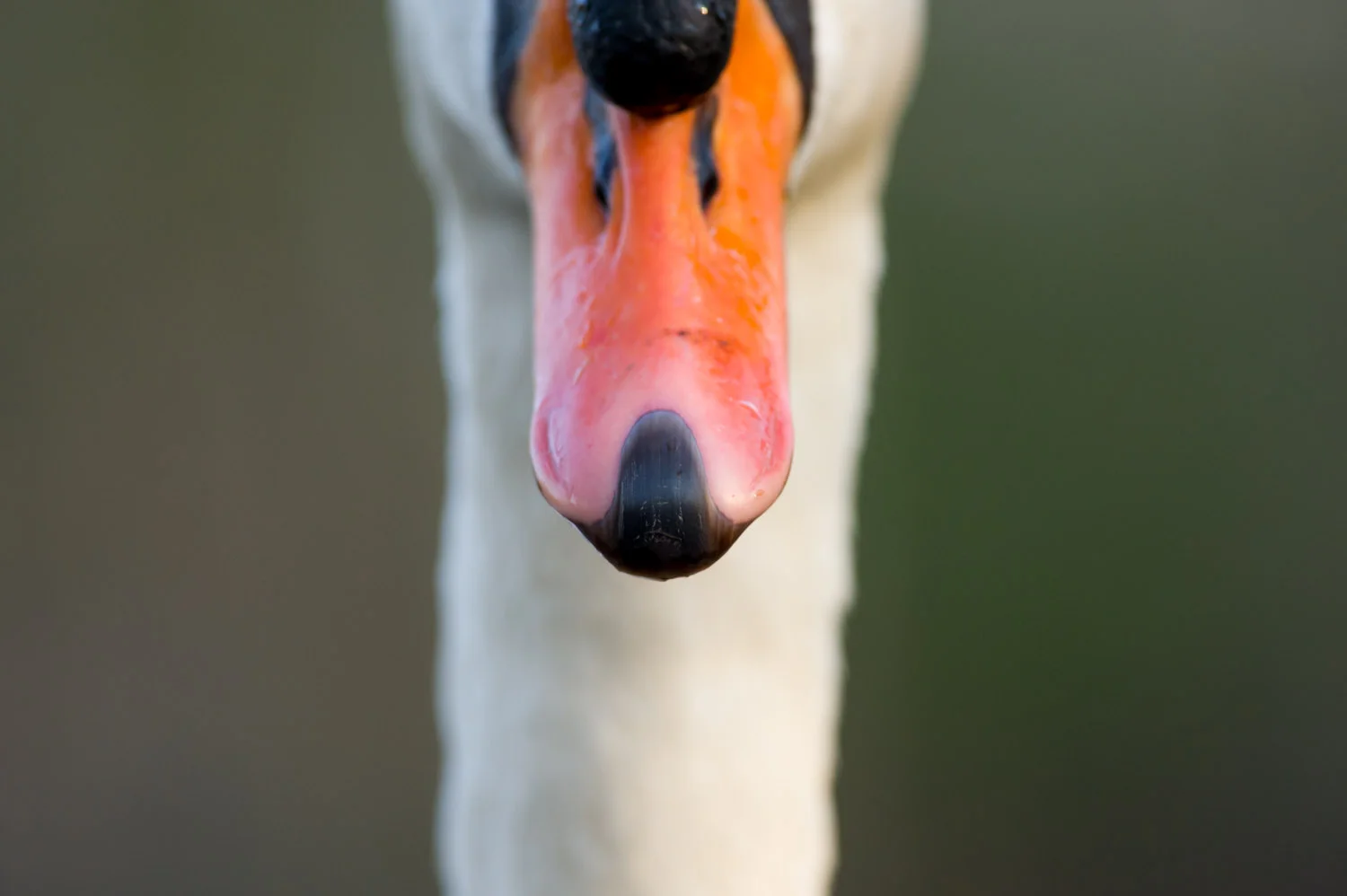 12_Mute Swan.jpg