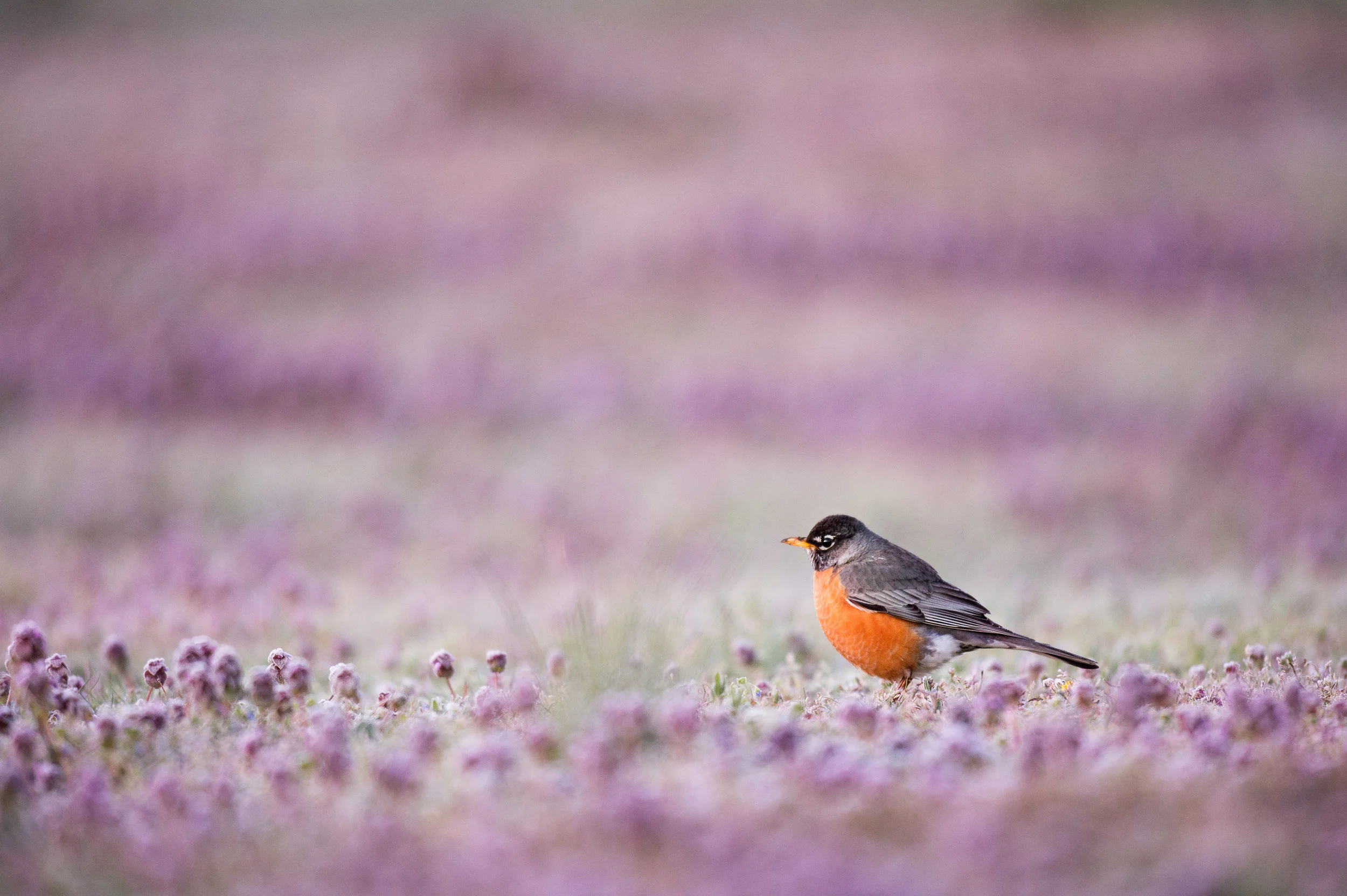 An American Robin searches for food in a field covered in small purple flowers.