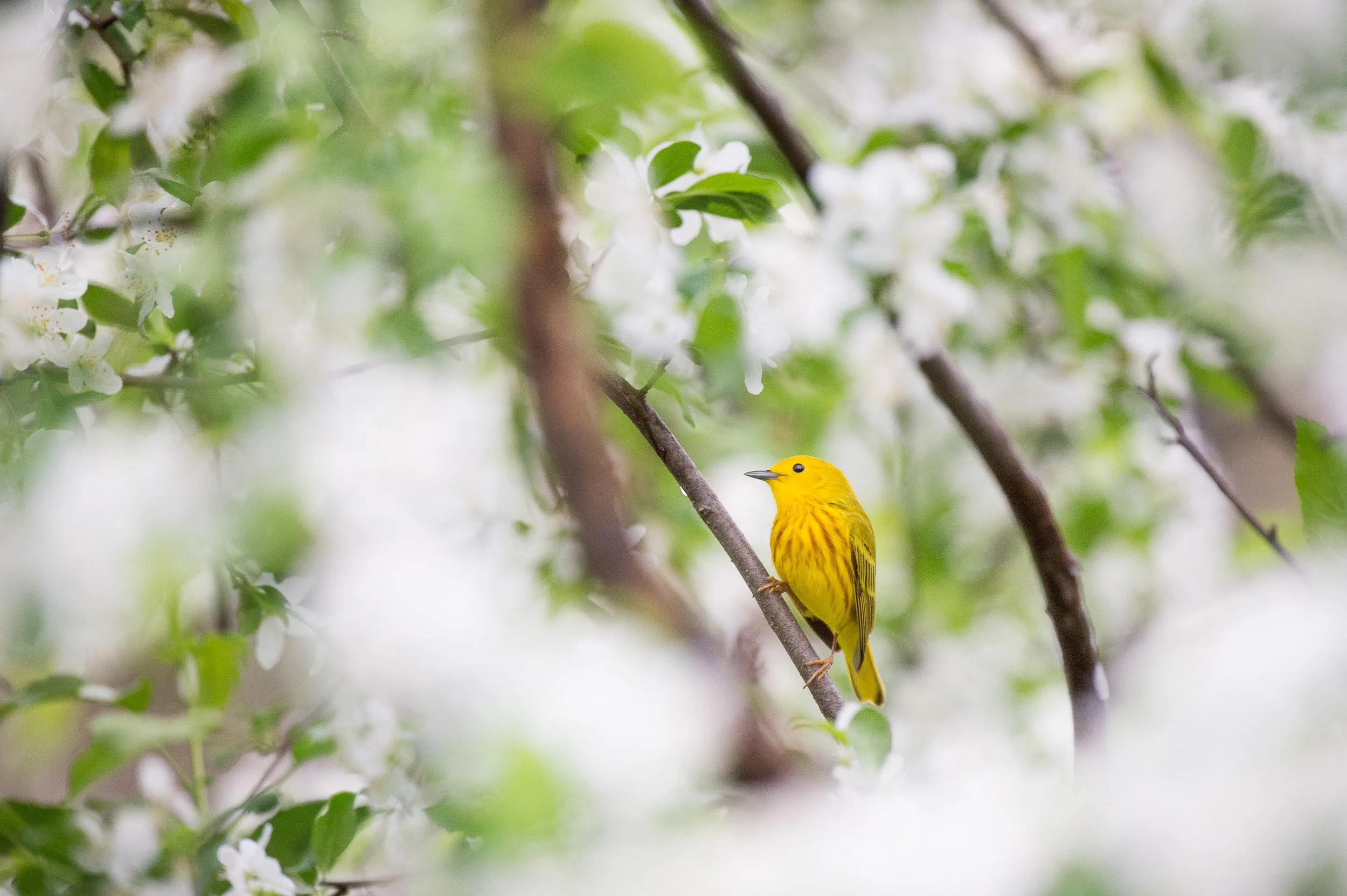 A vibrant Yellow Warbler stands out in a tree with fresh green leaves and big white flowering blossoms.