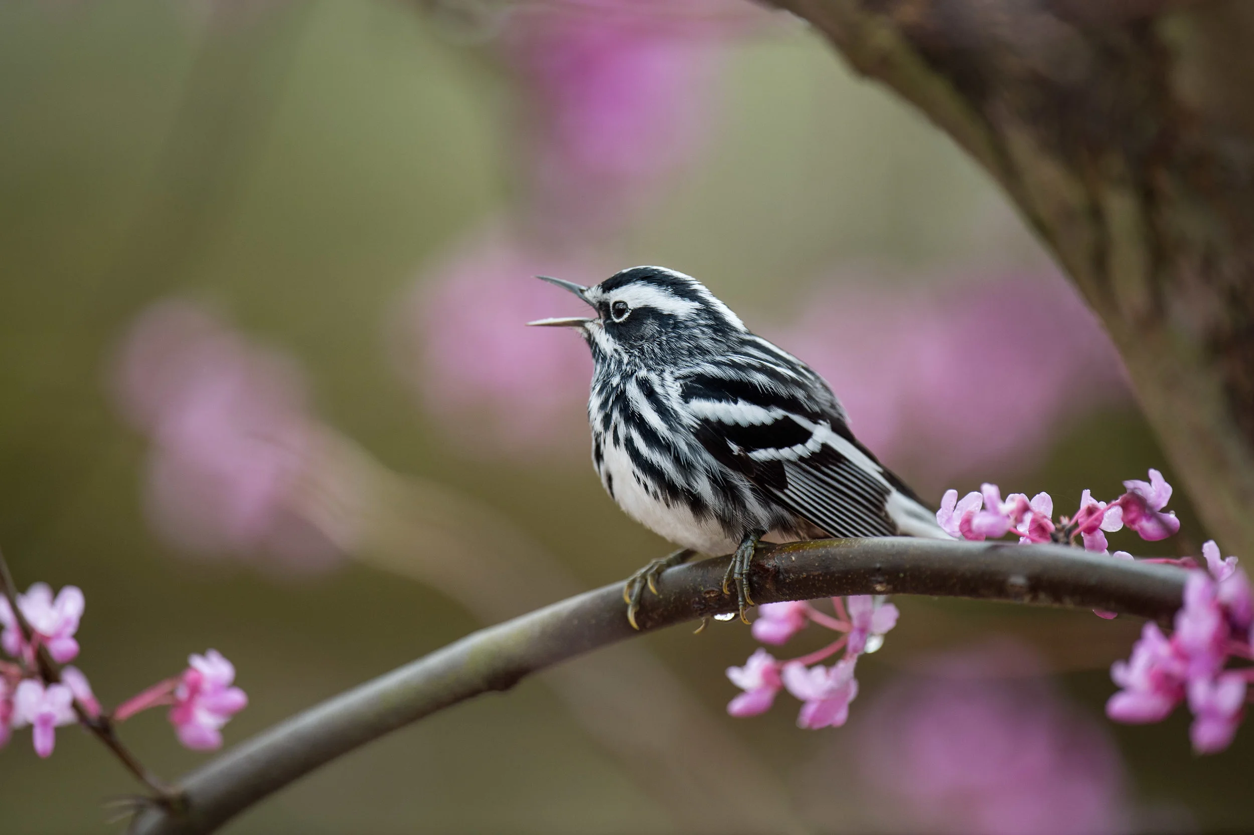 A Black and White Warlber sings its heart out perched on the branch of a Redbud tree full of purple blossoms.
