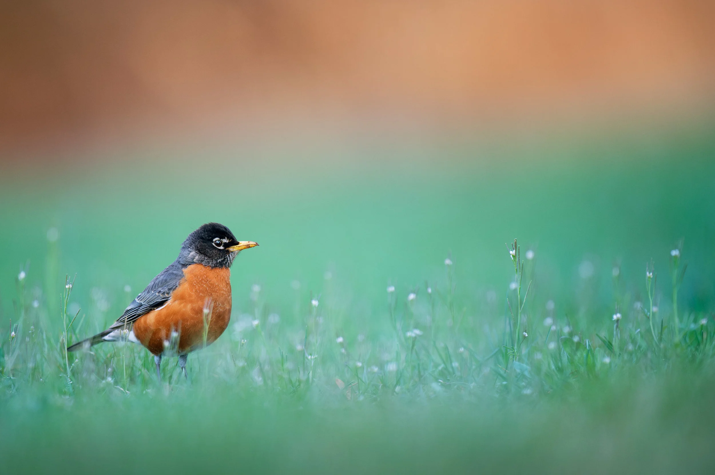 Another American Robin stands in the fresh green grass surrounded by tiny white flowers.